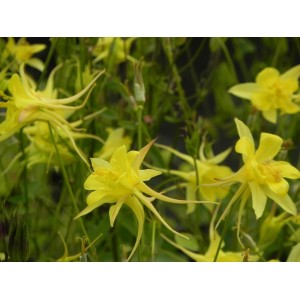 orlik złocisty (Aquilegia chrysantha) Yellow Queen- Świat bylin - sklep internetowy