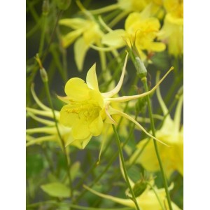 orlik złocisty (Aquilegia chrysantha) Yellow Queen- Świat bylin - sklep internetowy