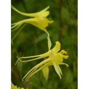 orlik złocisty (Aquilegia chrysantha) Yellow Queen- Świat bylin - sklep internetowy