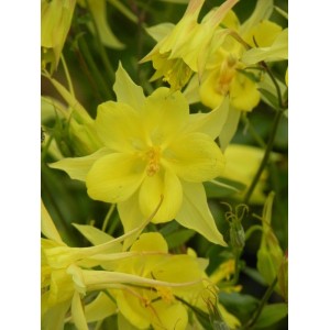 orlik złocisty (Aquilegia chrysantha) Yellow Queen- Świat bylin - sklep internetowy