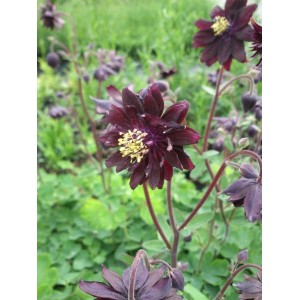 orlik pospolity (Aquilegia vulgaris) plena Black Barlow- Świat bylin - sklep internetowy
