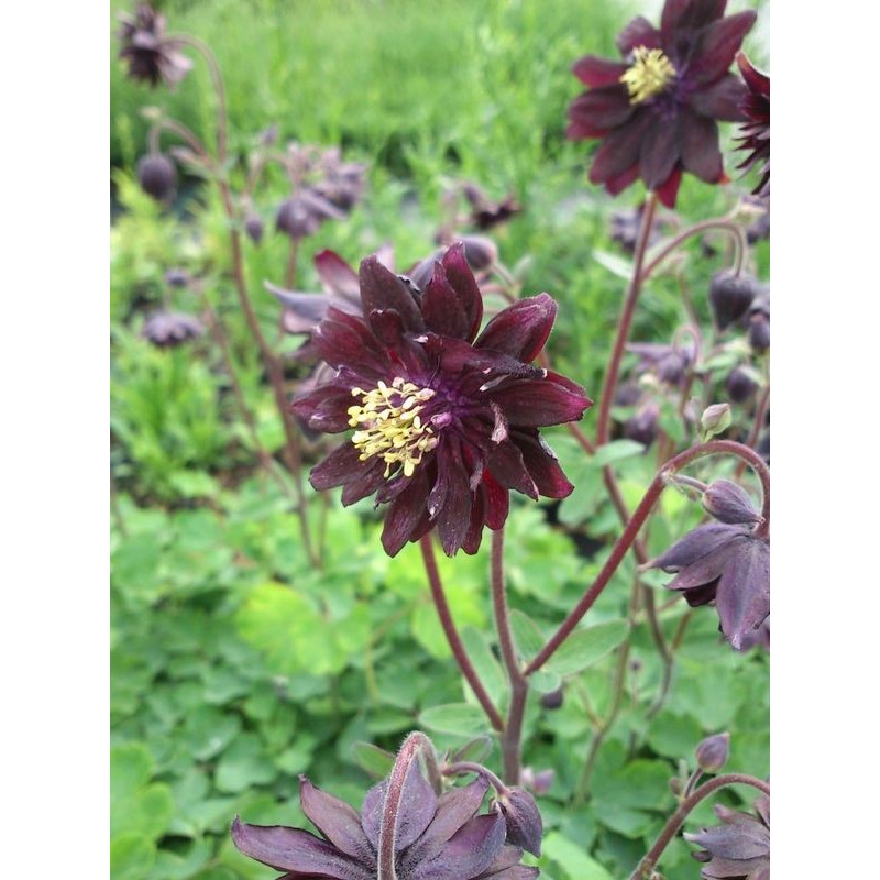 orlik pospolity (Aquilegia vulgaris) plena Black Barlow- Świat bylin - sklep internetowy
