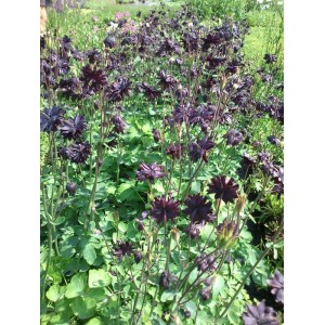 orlik pospolity (Aquilegia vulgaris) plena Black Barlow- Świat bylin - sklep internetowy