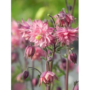 orlik pospolity (Aquilegia vulgaris) Rose Barlow- Świat bylin - sklep internetowy