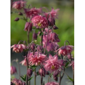 orlik pospolity (Aquilegia vulgaris) Rose Barlow- Świat bylin - sklep internetowy