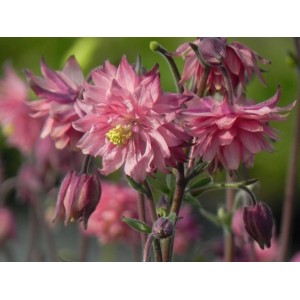 orlik pospolity (Aquilegia vulgaris) Rose Barlow- Świat bylin - sklep internetowy