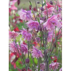 orlik pospolity (Aquilegia vulgaris) Rose Barlow- Świat bylin - sklep internetowy