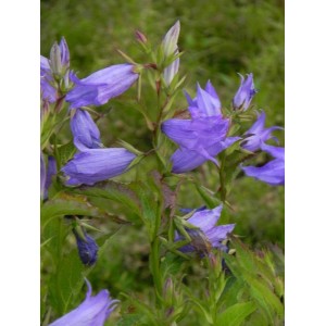 dzwonek szerokolistny (Campanula latifolia) ssp. Macrantha Blue- Świat bylin - sklep internetowy