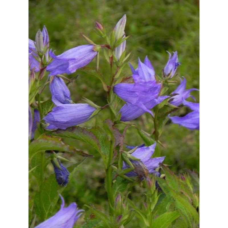 dzwonek szerokolistny (Campanula latifolia) ssp. Macrantha Blue- Świat bylin - sklep internetowy