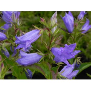 dzwonek szerokolistny (Campanula latifolia) ssp. Macrantha Blue- Świat bylin - sklep internetowy