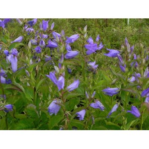 dzwonek szerokolistny (Campanula latifolia) ssp. Macrantha Blue- Świat bylin - sklep internetowy