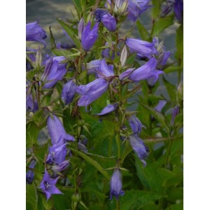 dzwonek szerokolistny (Campanula latifolia) ssp. Macrantha Blue- Świat bylin - sklep internetowy