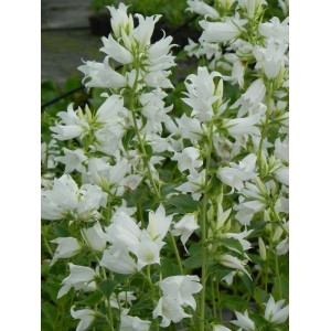 dzwonek szerokolistny (Campanula latifolia var. macrantha) Alba- Świat bylin - sklep internetowy