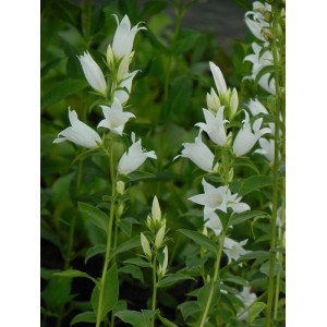 dzwonek szerokolistny (Campanula latifolia var. macrantha) Alba- Świat bylin - sklep internetowy