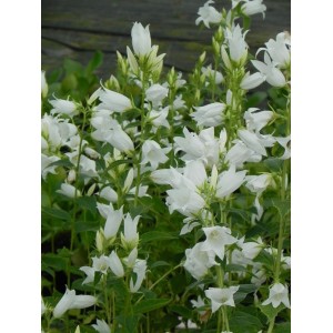 dzwonek szerokolistny (Campanula latifolia var. macrantha) Alba- Świat bylin - sklep internetowy