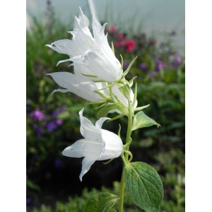 dzwonek szerokolistny (Campanula latifolia var. macrantha) Alba- Świat bylin - sklep internetowy