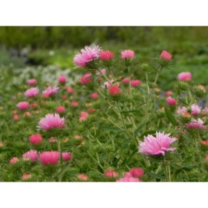 aster nowoangielski (Aster novi-angliae) Rudelsburg- Świat bylin - sklep internetowy