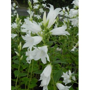 dzwonek szerokolistny (Campanula latifolia var. macrantha) Alba- Świat bylin - sklep internetowy
