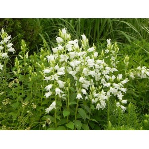 dzwonek szerokolistny (Campanula latifolia var. macrantha) Alba- Świat bylin - sklep internetowy