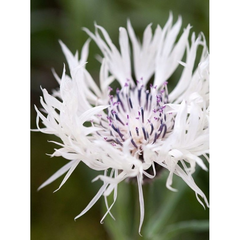 chaber lakolistny (Centaurea cheiranthifolia) - Świat bylin - sklep internetowy