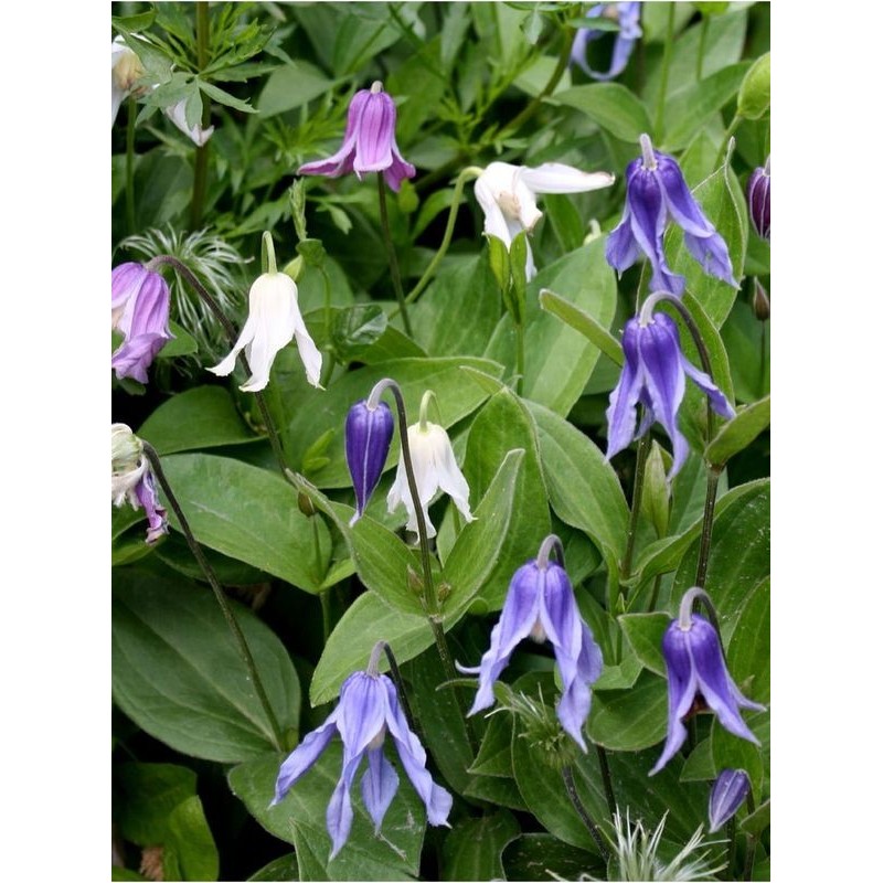 powojnik całolistny (Clematis integrifolia) Mongolian Bells®- Świat bylin - sklep internetowy