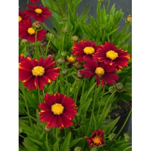 nachyłek wielkokwiatowy (Coreopsis grandiflora) UpTick™ Red- Świat bylin - sklep internetowy