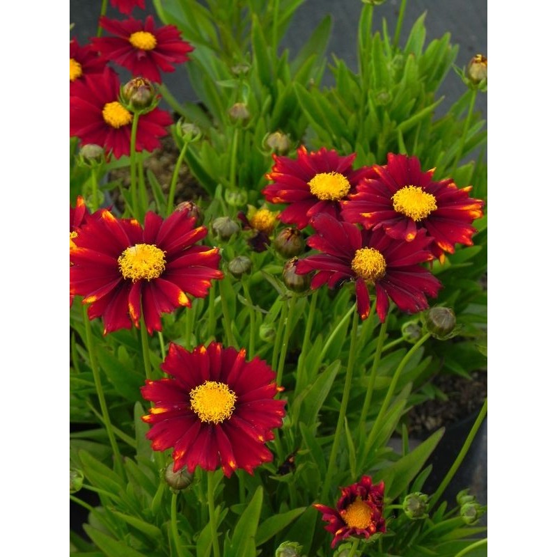 nachyłek wielkokwiatowy (Coreopsis grandiflora) UpTick™ Red- Świat bylin - sklep internetowy