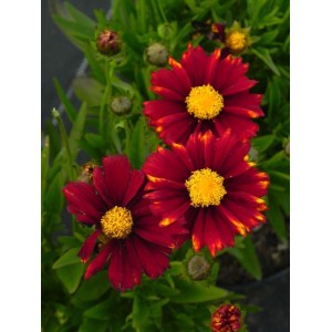 nachyłek wielkokwiatowy (Coreopsis grandiflora) UpTick™ Red- Świat bylin - sklep internetowy