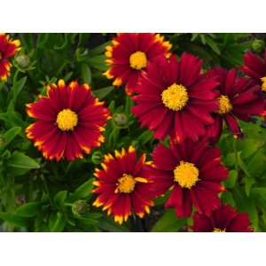 nachyłek wielkokwiatowy (Coreopsis grandiflora) UpTick™ Red- Świat bylin - sklep internetowy