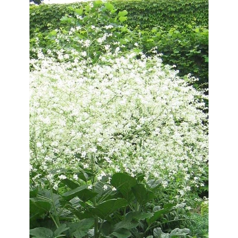 modrak sercolistny (Crambe cordifolia) - Świat bylin - sklep internetowy