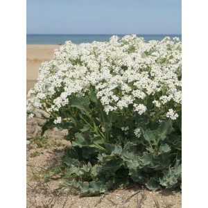 modrak morski (Crambe maritima) - Świat bylin - sklep internetowy