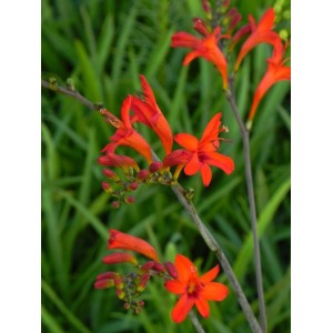 krokosmia (Crocosmia x) Luzifer- Świat bylin - sklep internetowy