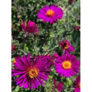 aster nowoangielski (Aster novi-angliae) Septemberrubin- Świat bylin - sklep internetowy