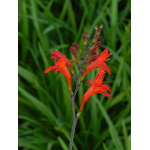 krokosmia (Crocosmia x) Luzifer- Świat bylin - sklep internetowy