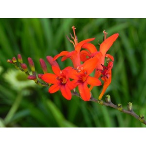 krokosmia (Crocosmia x) Luzifer- Świat bylin - sklep internetowy