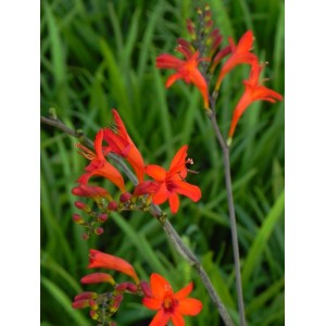 krokosmia (Crocosmia x) Luzifer- Świat bylin - sklep internetowy