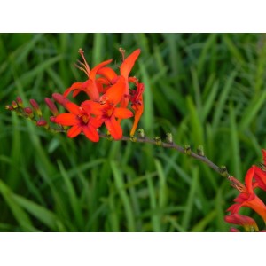 krokosmia (Crocosmia x) Luzifer- Świat bylin - sklep internetowy