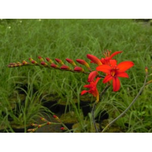 krokosmia (Crocosmia x) Luzifer- Świat bylin - sklep internetowy