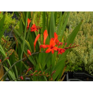 krokosmia (Crocosmia x) Luzifer- Świat bylin - sklep internetowy