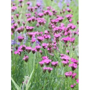 goździk kartuzek (Dianthus carthusianorum) Rupert`s Pink- Świat bylin - sklep internetowy