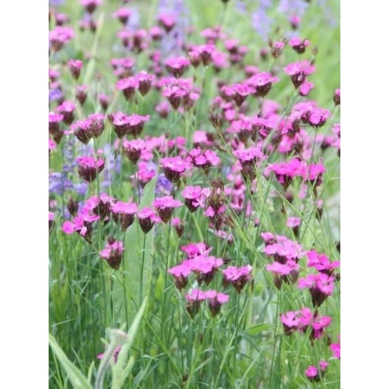 goździk kartuzek (Dianthus carthusianorum) Rupert`s Pink- Świat bylin - sklep internetowy