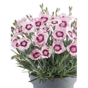 goździk ogrodowy (Dianthus caryophyllus) Mountain Frost™ Colletion Ruby Snow- Świat bylin - sklep internetowy