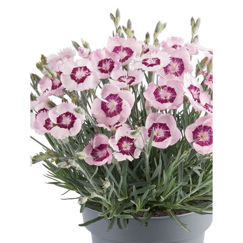 goździk ogrodowy (Dianthus caryophyllus) Mountain Frost™ Colletion Ruby Snow- Świat bylin - sklep internetowy