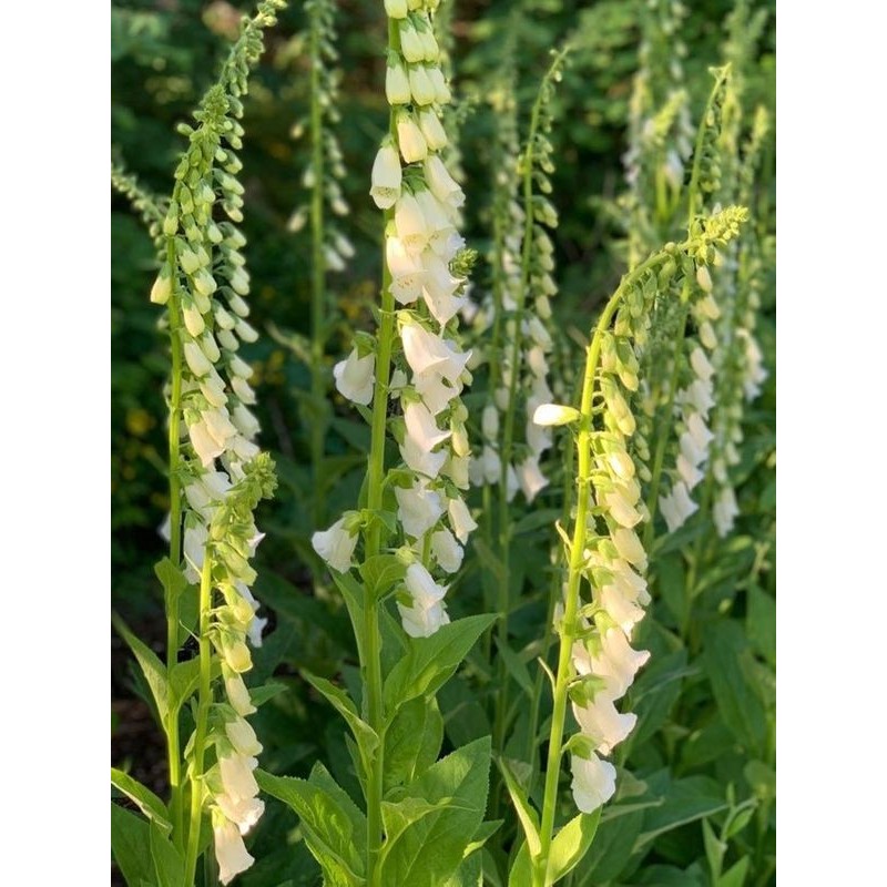 naparstnica żółta (Digitalis lutea) - Świat bylin - sklep internetowy