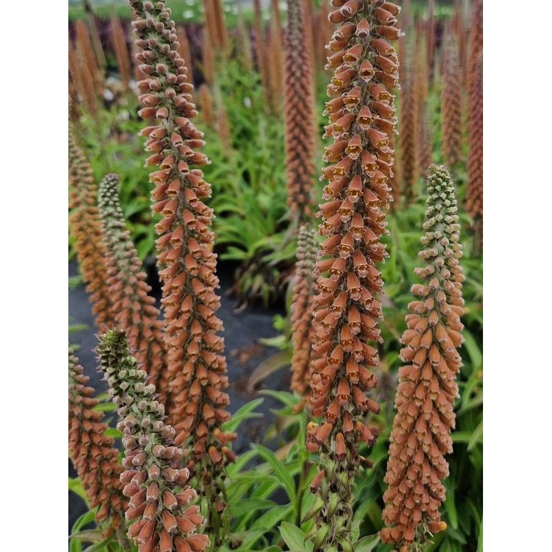 naparstnica czerwona (Digitalis parviflora) Milk Chocolate- Świat bylin - sklep internetowy