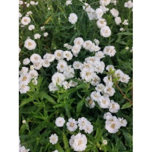 krwawnik kichawiec (Achillea ptarmica) Pearl- Świat bylin - sklep internetowy
