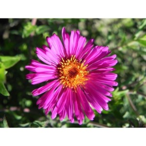 aster nowoangielski (Aster novi-angliae) Septemberrubin- Świat bylin - sklep internetowy