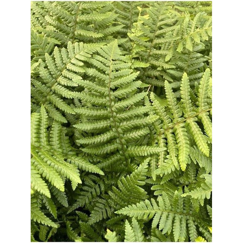 nerecznica mocna (Dryopteris affinis) - Świat bylin - sklep internetowy