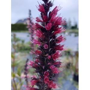 żmijowiec czerwony (Echium russicum) - Świat bylin - sklep internetowy