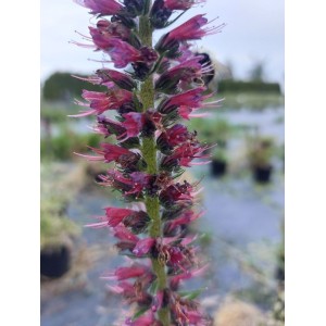 żmijowiec czerwony (Echium russicum) - Świat bylin - sklep internetowy